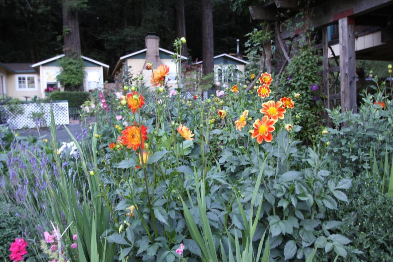 Fern Grove Cottages Guerneville Zewnętrze zdjęcie